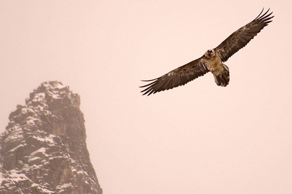 aquila